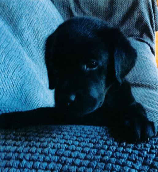 Small black puppy